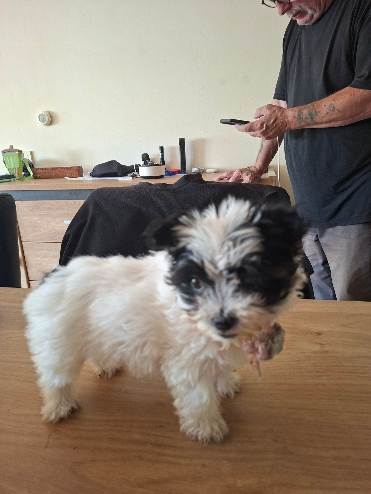 Biewer yorkshire terrier, Dieren en Toebehoren, 8 tot 15 weken, Teef, Eén hond, Parvo