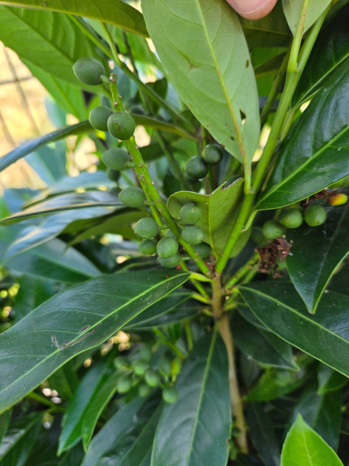 Gezocht: Laurier  (Prunus laurocerasus) zoals op foto, Ophalen of Verzenden, Overige soorten, Halfschaduw