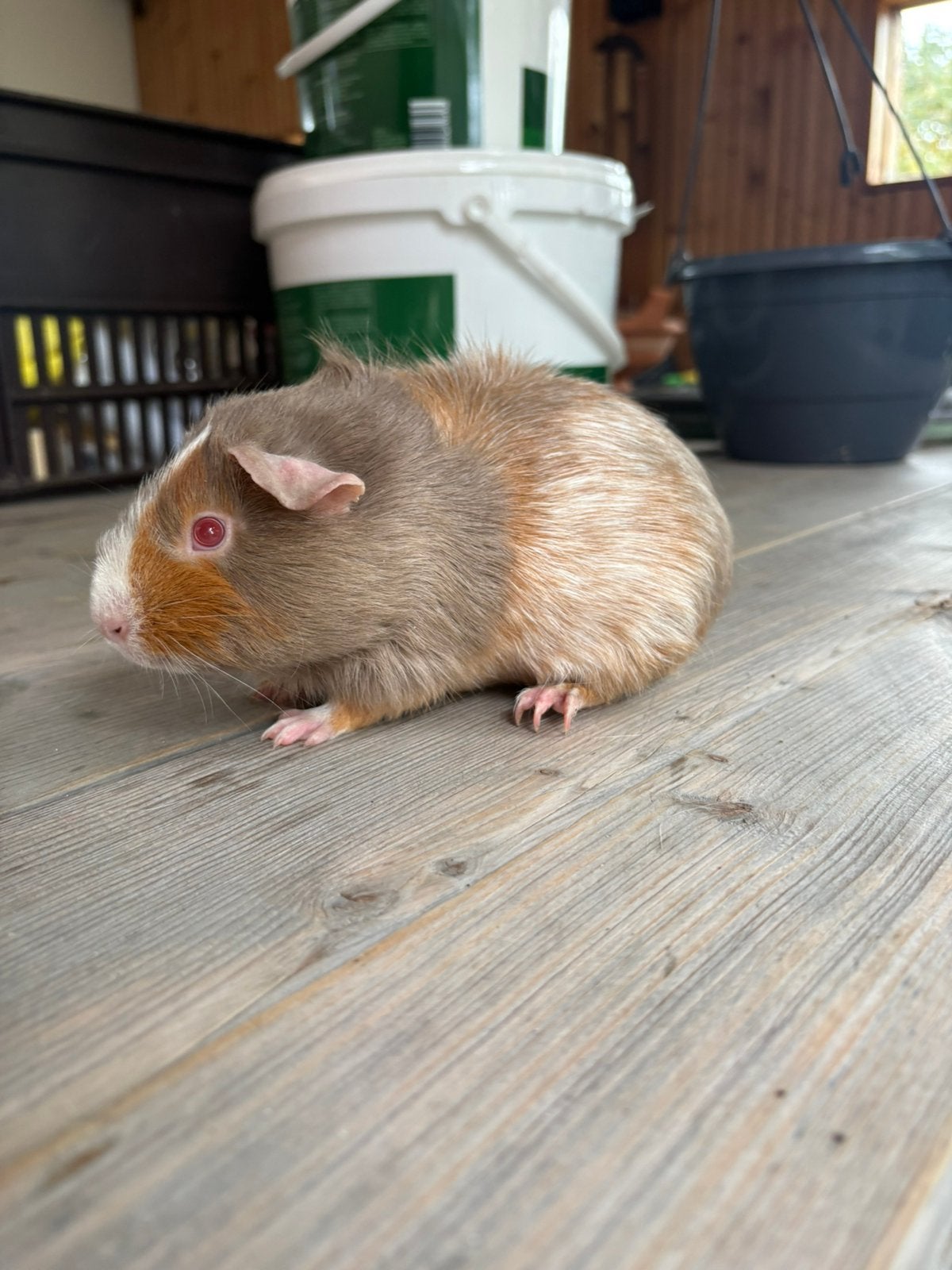 Borstel driekleur schimmel cavia’s te koop, Cavia, Augustus, Mannelijk, Tam