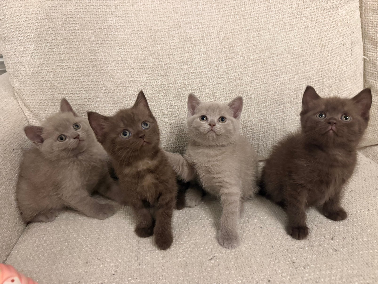 Britse korthaar kitten *laatste van het nestje!*, Dieren en Toebehoren, Katten en Kittens | Overige Katten, Poes, Kortharig, 0 tot 2 jaar