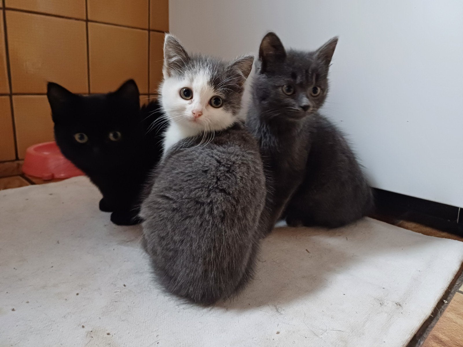 Lieve boerderij kittens, Meerdere dieren, 0 tot 2 jaar