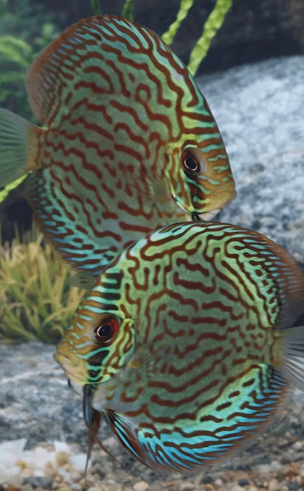 Brilliant turquoise discusvis gezocht., Dieren en Toebehoren