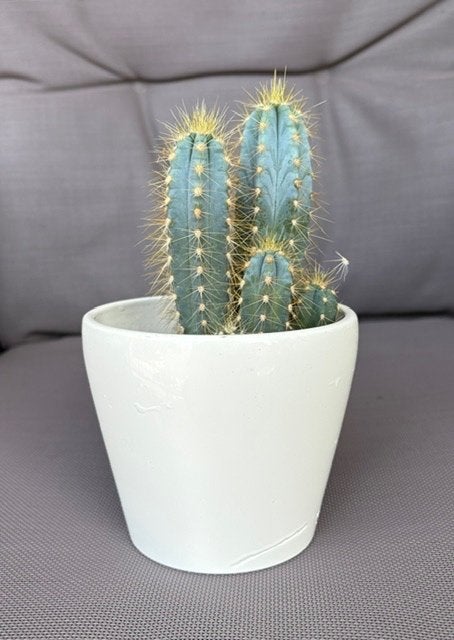 Cactus, Ophalen, Overige soorten, Volle zon