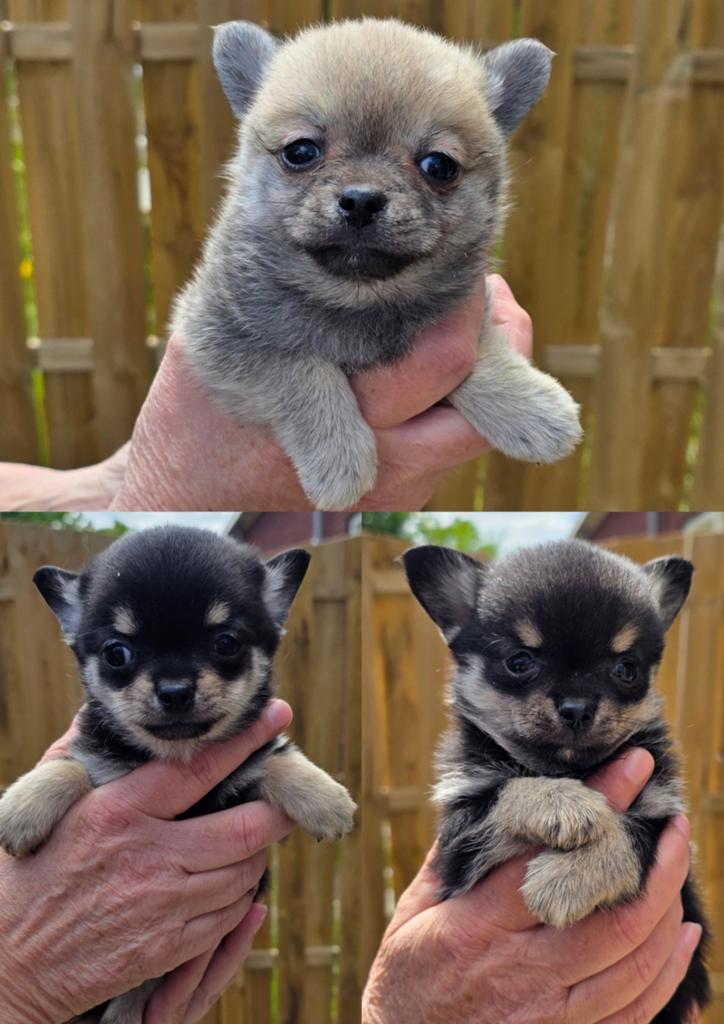 Pomeriaan , chihuahuahua pups, Reu, 8 tot 15 weken, Meerdere, Chihuahua