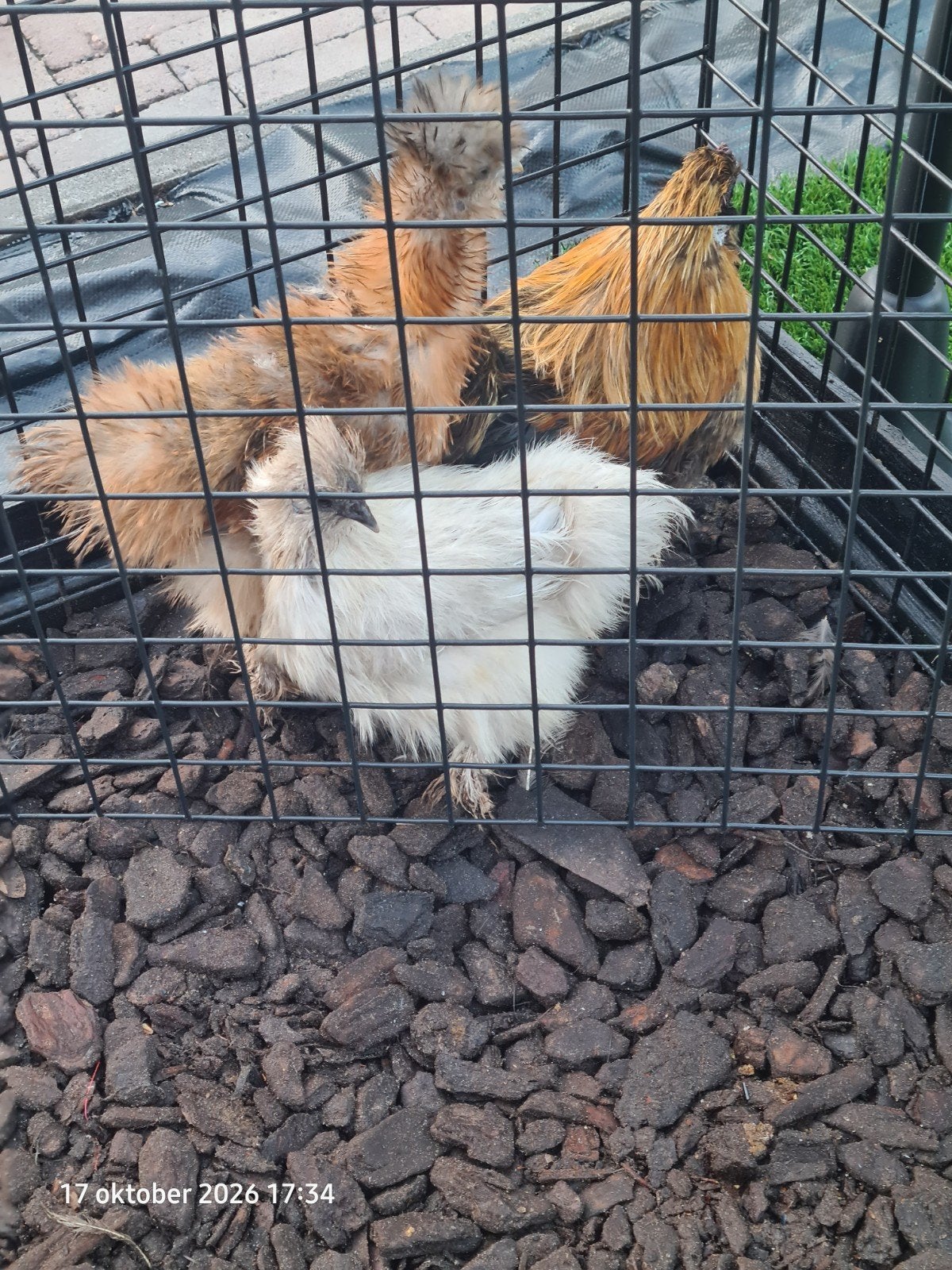 te koop usa zijdehoenders, Meerdere dieren, Kip