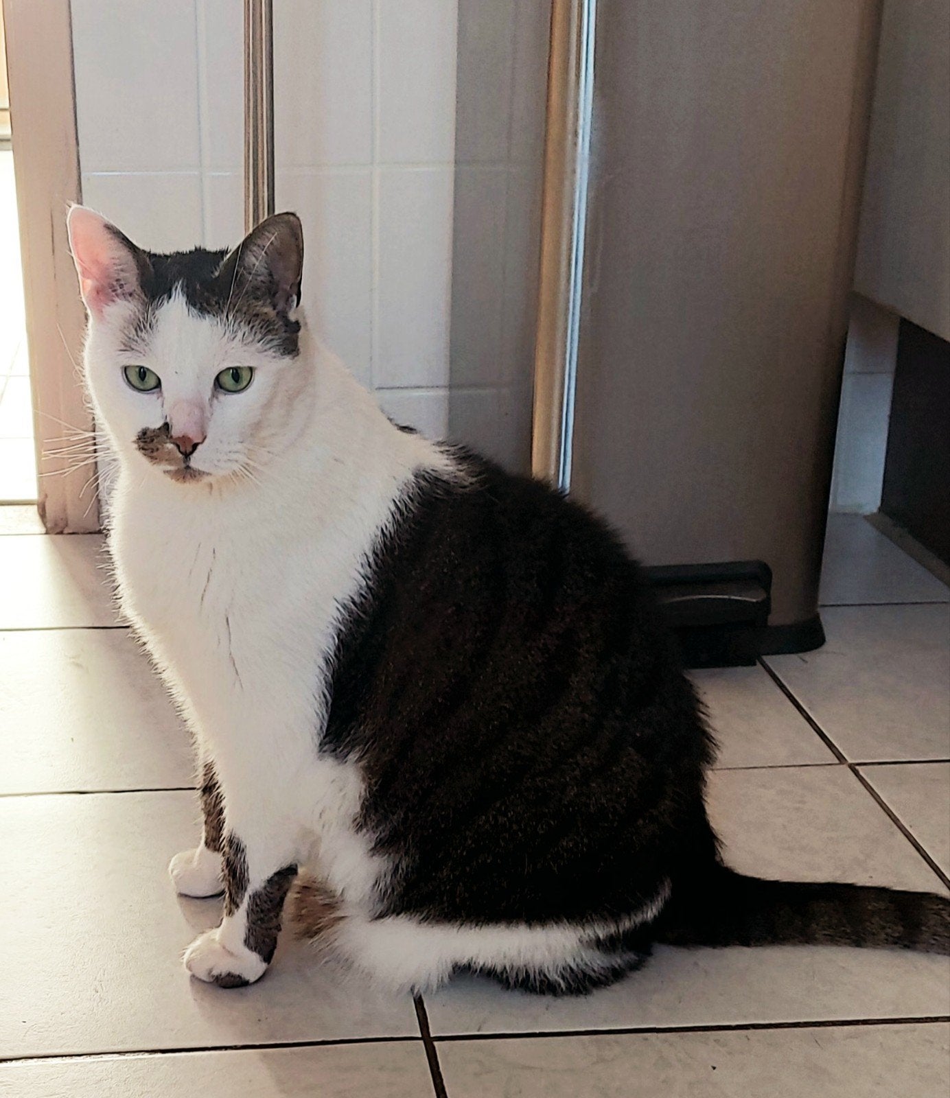 Nieuw baasje, Dieren en Toebehoren