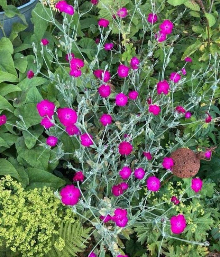 Prikneus ‘Lychnis Coronaria’ zaden, Tuin en Terras, Verzenden, Voorjaar, Volle zon, Zaad