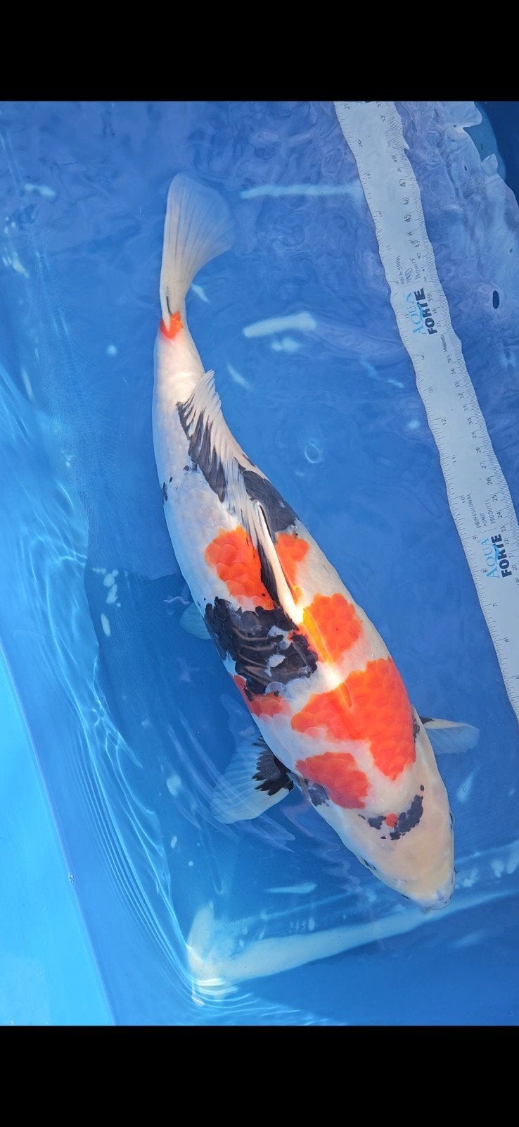 showa dainichi, Karper of Koi