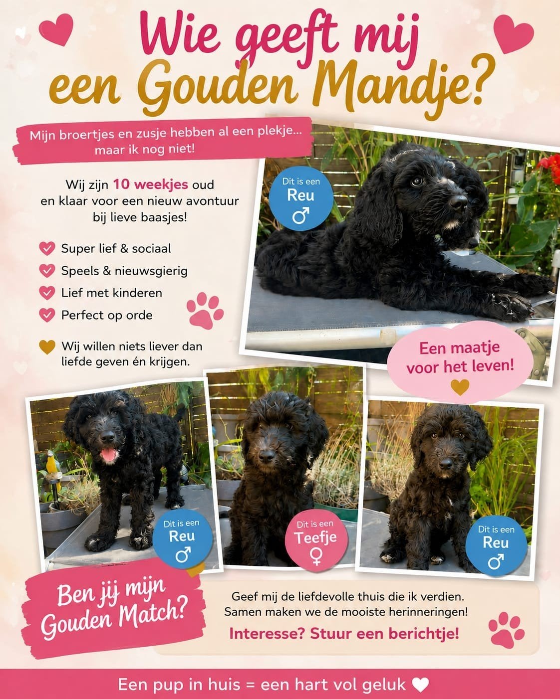 schattige labradoodle pups  mogen verhuizen, Dieren en Toebehoren, Overige rassen, 8 tot 15 weken, Meerdere, Meerdere dieren