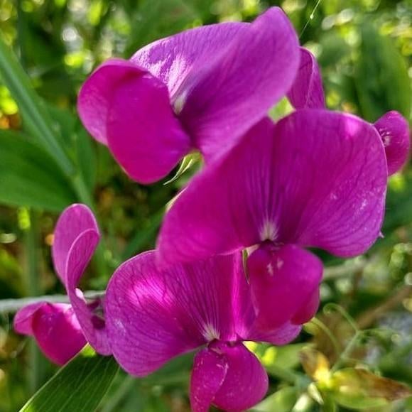 Zaden Siererwt roze - Lathyrus Latifolius, meerjarig, Ophalen of Verzenden, Voorjaar, Volle zon, Zaad