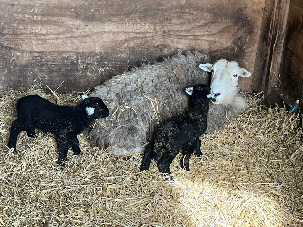 Flessen lammetje raszuiver Herdwick., Mannelijk, Schaap