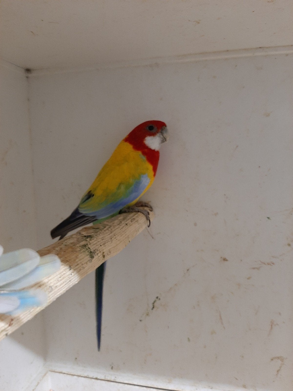 rosella uit golden gold lijn, Meerdere dieren, Parkiet, Geringd