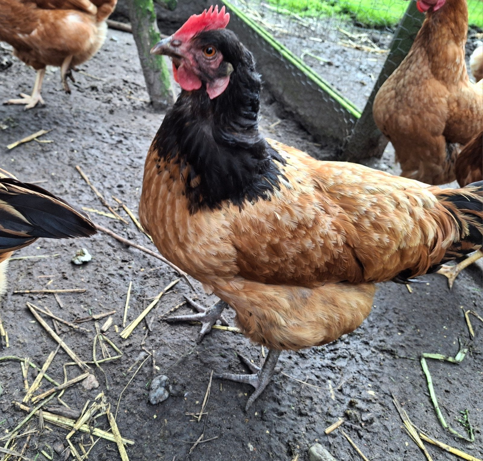 2 Vorwerk hennen aan de leg, Dieren en Toebehoren, Vrouwelijk, Kip