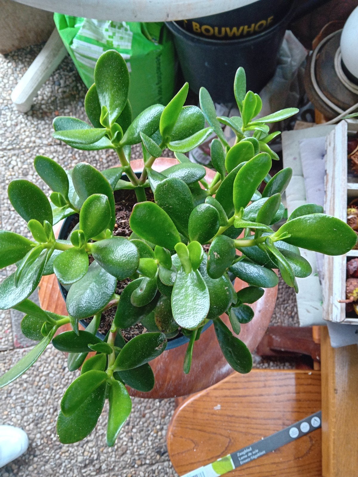 Crassula Ovata - Jadeplant - Geldboom, Tuin en Terras, Volle zon, Vaste plant, Bloeit niet, Ophalen