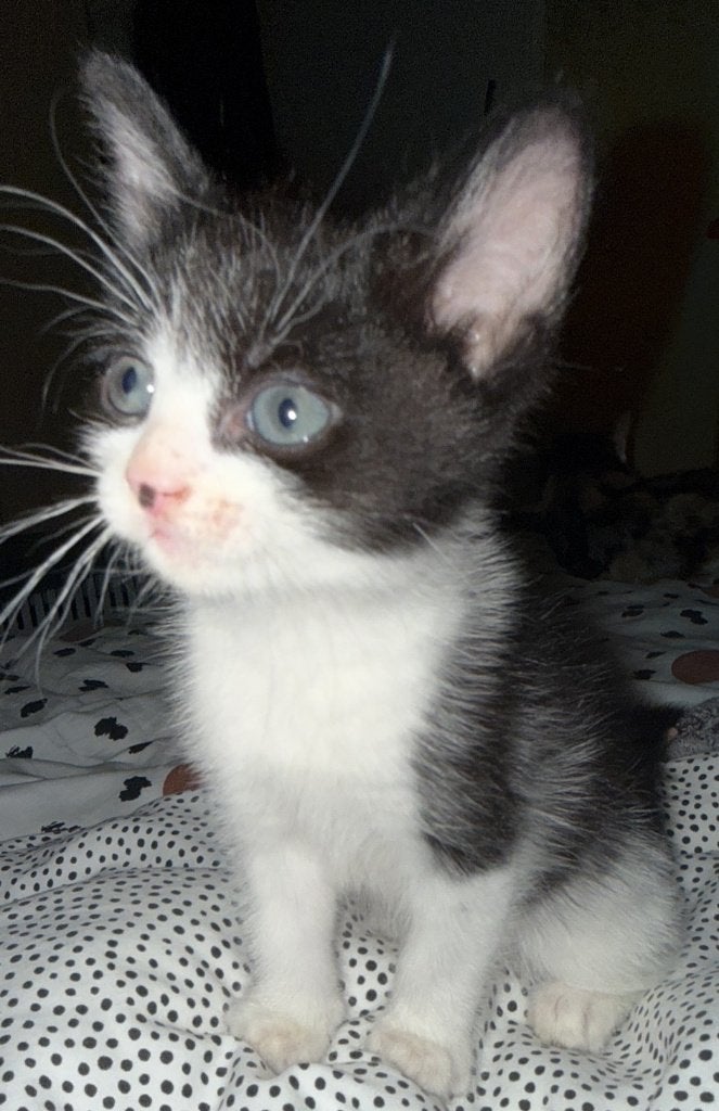 Lieve gezonde mooie zwart-wit kitten te koop [vrouwtje], Dieren en Toebehoren, Poes, Kortharig, 0 tot 2 jaar