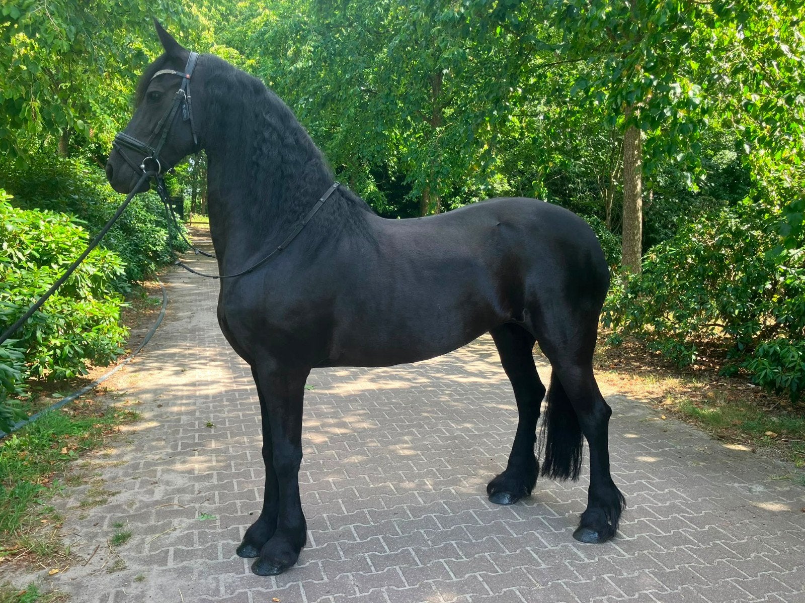 Zeer mooie frieze merrie te koop, Merrie, Niet van toepassing, Dressuurpaard, 7 tot 10 jaar