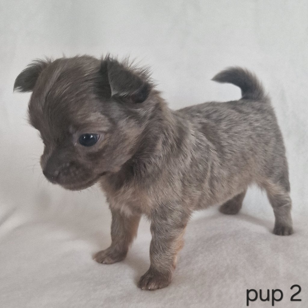 Chihuahua pups, België, Particulier, 8 tot 15 weken, Parvo
