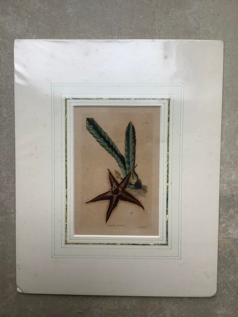 Antieke botanische kopergravure, handgekleurd, Ophalen of Verzenden, Flora en Fauna, Met passe-partout, 1800 - 1899