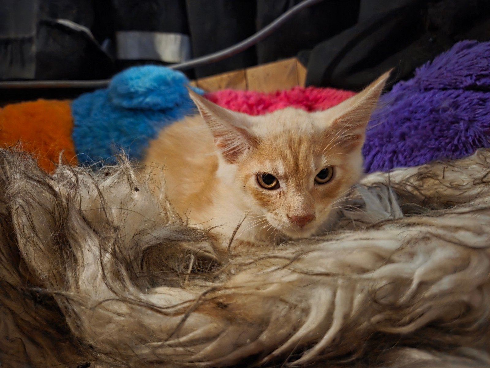 Prachtige maine coon katers, Dieren en Toebehoren, Kater