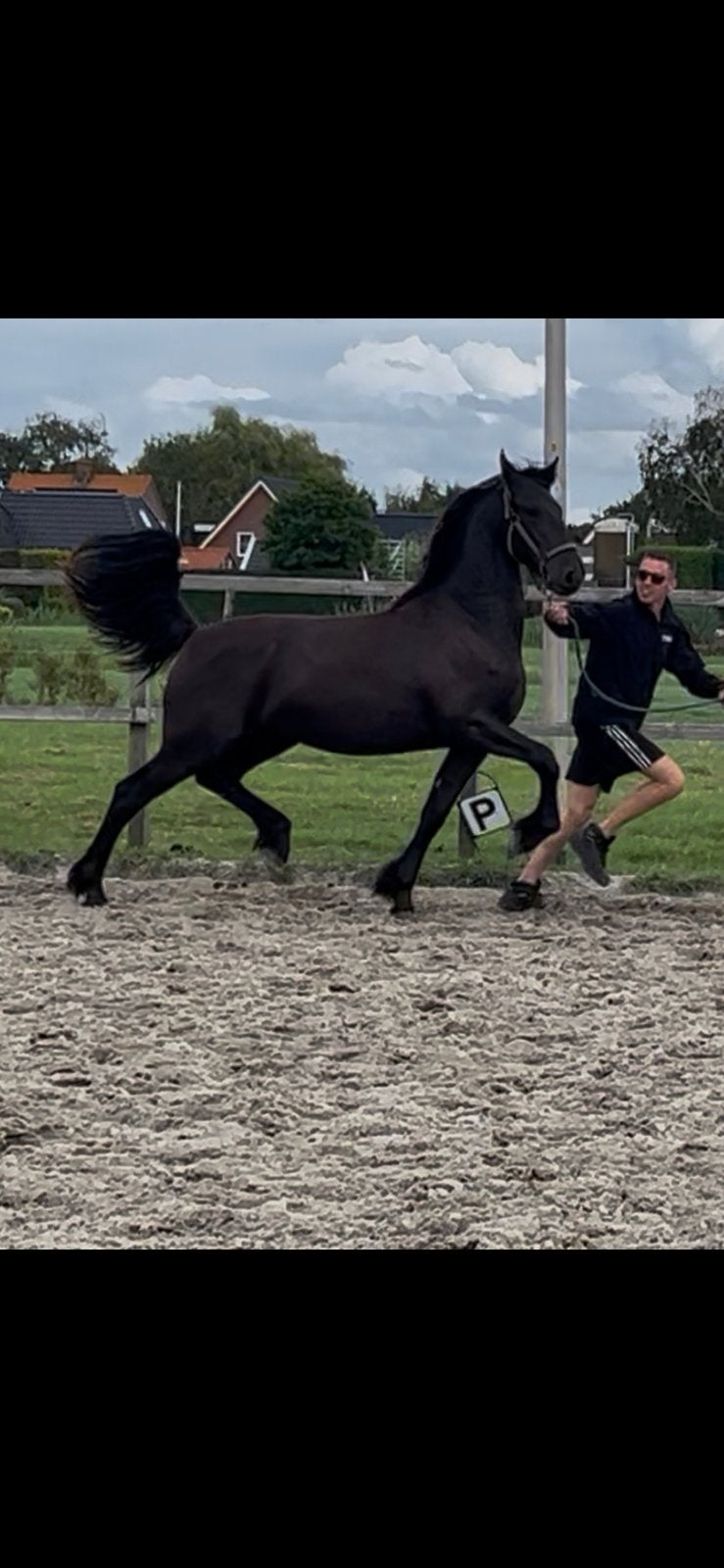 Friese enter merrie te koop, Dieren en Toebehoren, Paarden, Merrie, Onbeleerd, Met stamboom, 0 tot 2 jaar