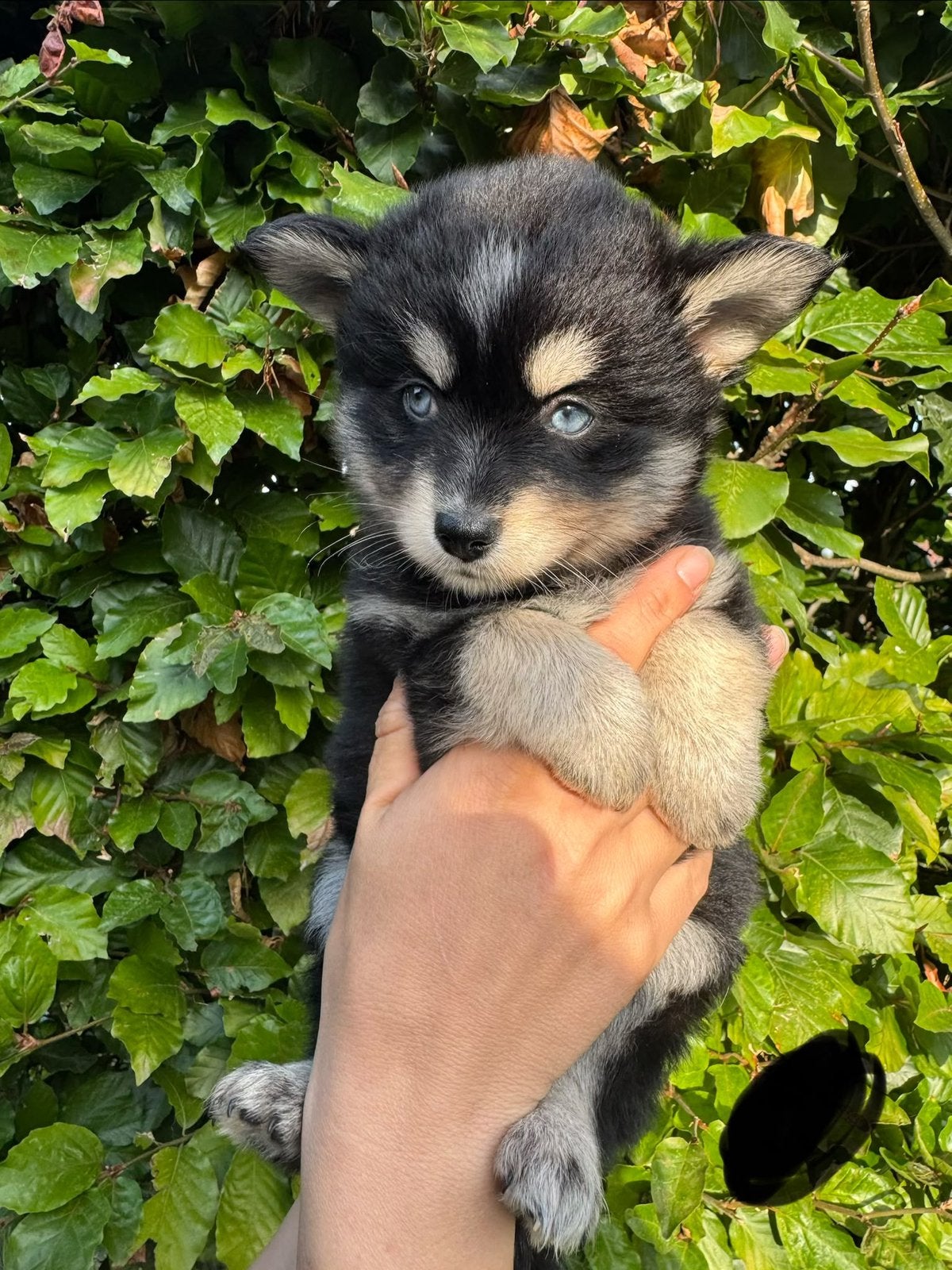 Pomksy pups, Poolhond, Meerdere, Meerdere dieren, Nederland