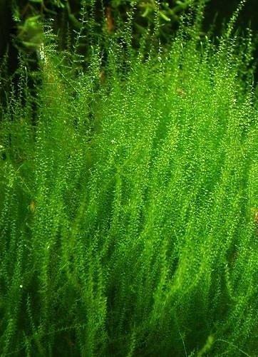 Stringy moss aquariumplant, Dieren en Toebehoren, Vissen | Aquaria en Toebehoren, Ophalen of Verzenden, Nieuw, Plant(en), Steen of Hout