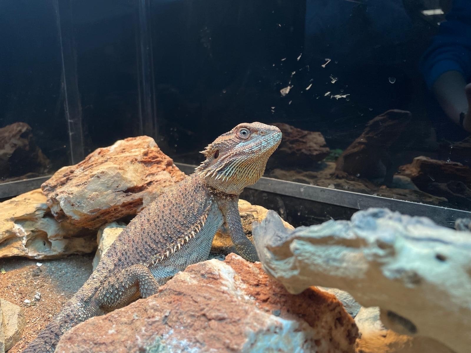 Baardagaam (Pogona vitticeps) Bearded Dragon photo 2