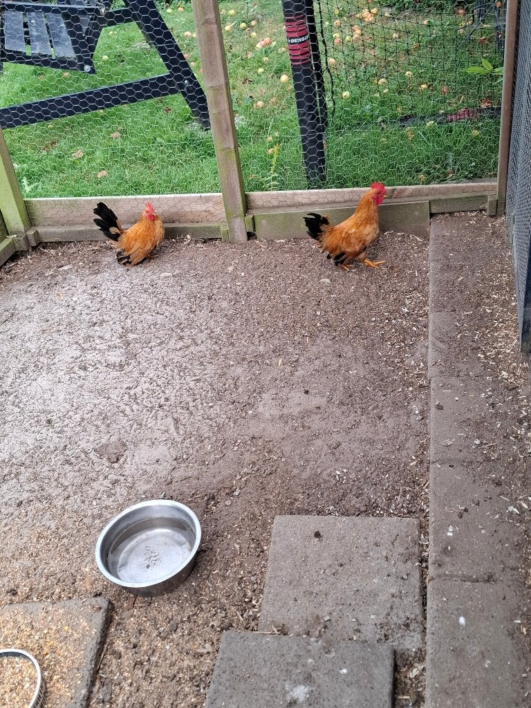 Chabo haantjes, Dieren en Toebehoren, Pluimvee, Mannelijk, Kip