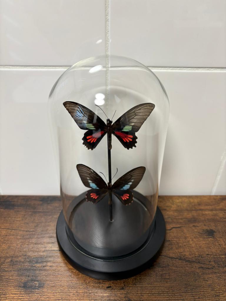 Geprepareerde vlinders in een glazen stolp, Verzamelen, Ophalen of Verzenden, Insect, Opgezet dier