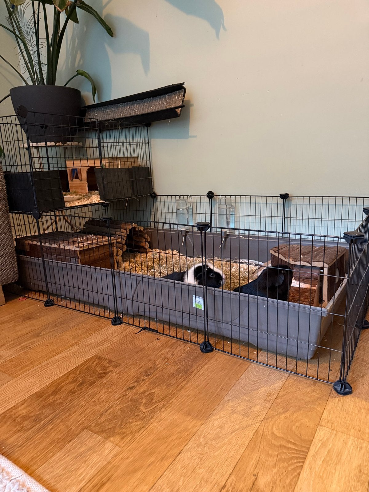 Cavia’s zoeken baasje, Januari, Mannelijk, Cavia