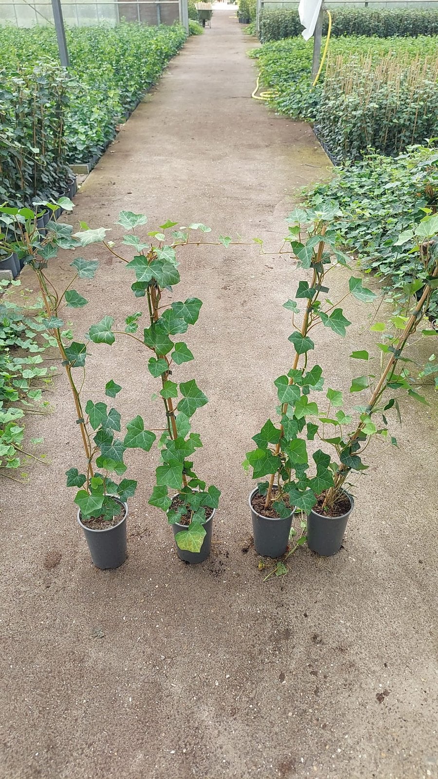 Hedera planten hoogte 100cm met stok pst 1,95 snel leveren, Ophalen, Vaste plant, Bloeit niet, Halfschaduw