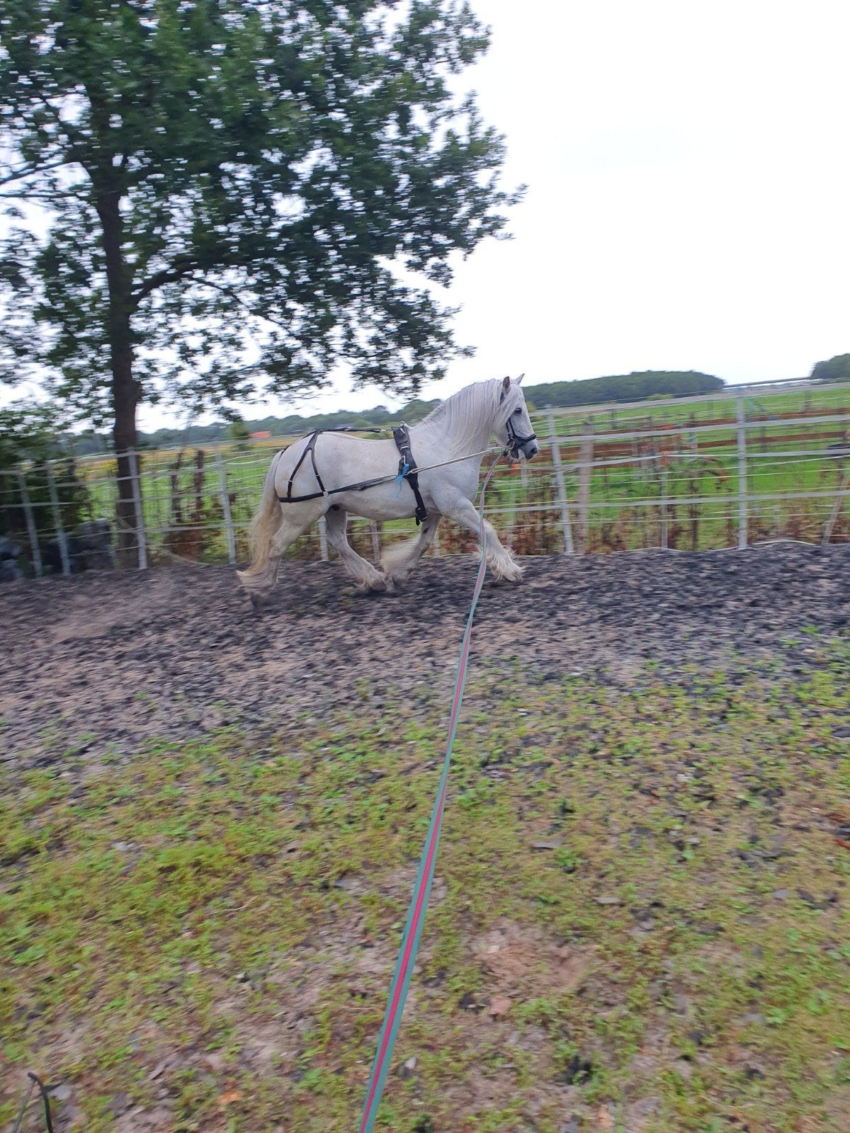 vriendelijke mensgerichte  betuigde Irish Cob Ruin ca 140 cm, Dieren en Toebehoren, Pony's, Ruin, Tuigpony, Gechipt, 7 tot 10 jaar