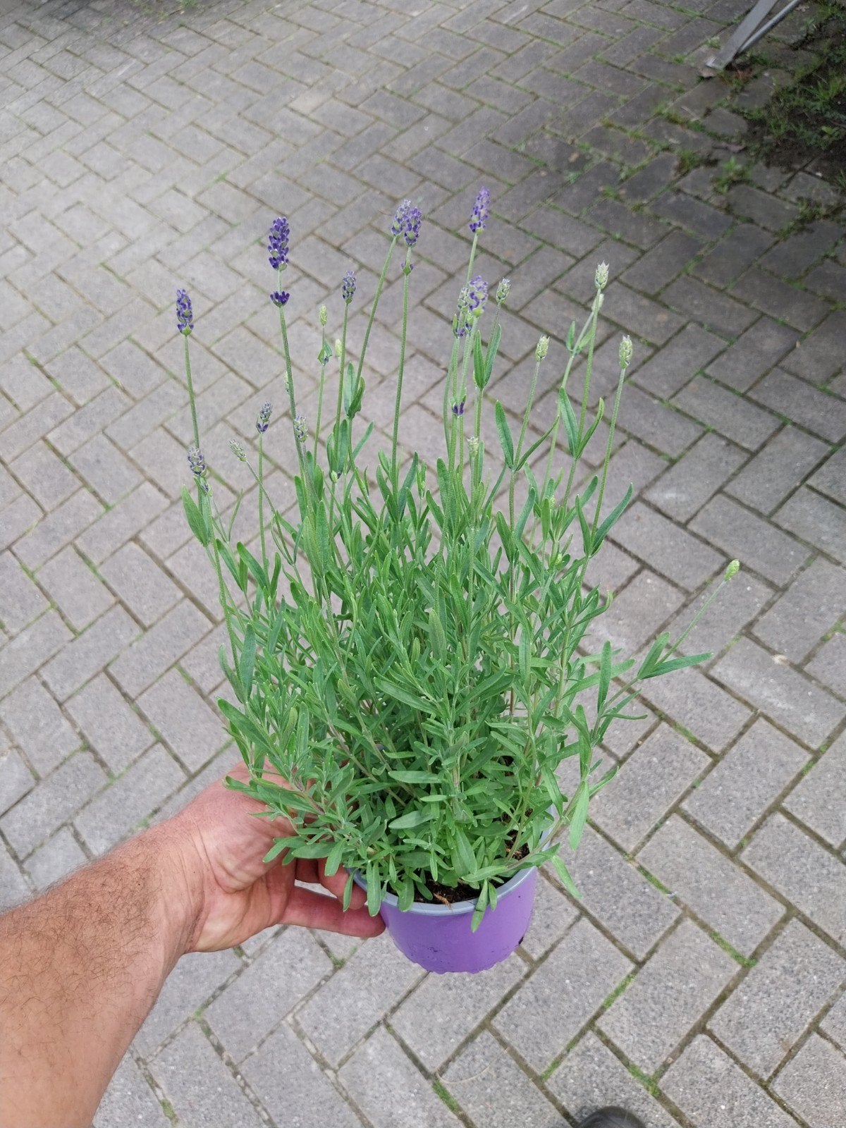 Lavendel 'Hidcote' - Geurige Vaste Plant, Ophalen, Volle zon, Vaste plant, Kruiden