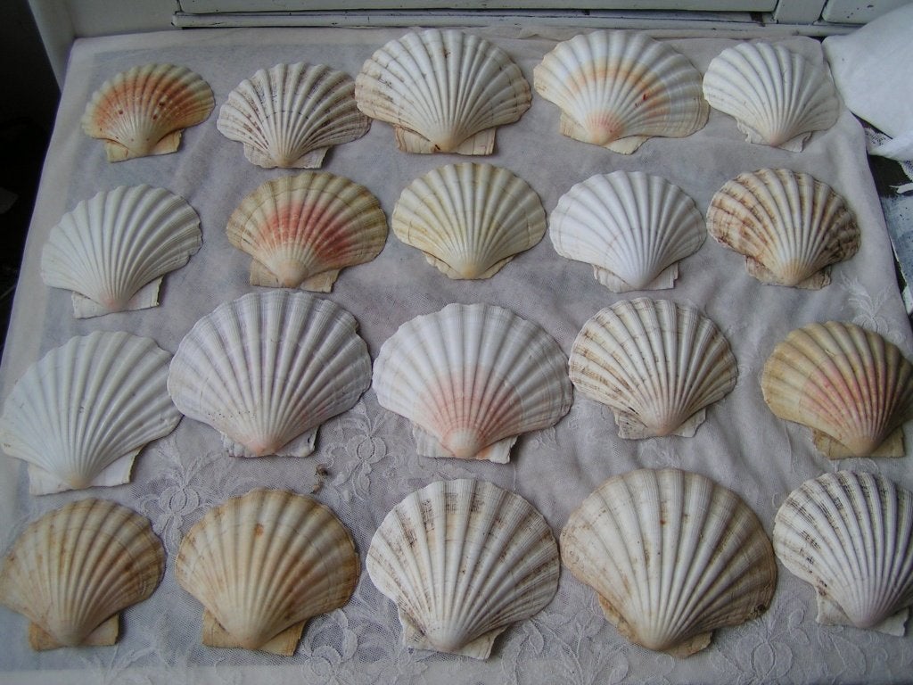 20 Sint Jacobs schelpen nr BB 1102, Verzenden, Schelp(en)