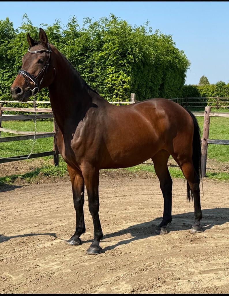 Merrie Desperado x Johnson te koop, Dieren en Toebehoren, Paarden, Merrie, Met stamboom, Dressuurpaard, 3 tot 6 jaar