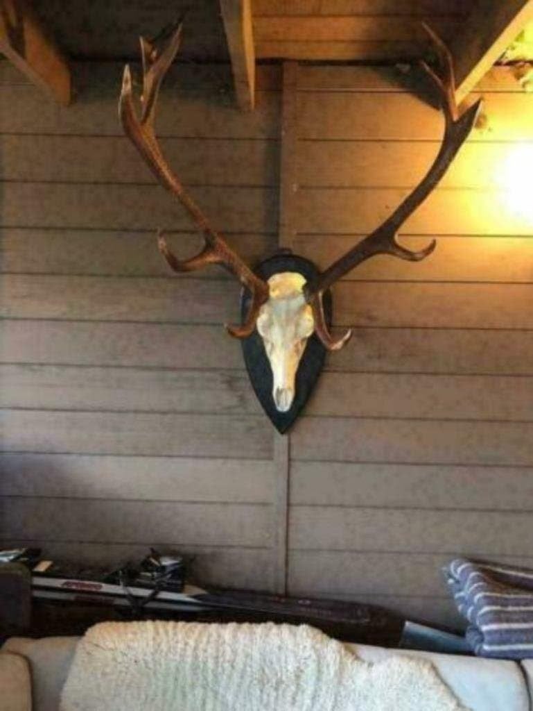 Foto 5 van Buffelschedels , Skulls , Longhorn , hoorns , bison schedels