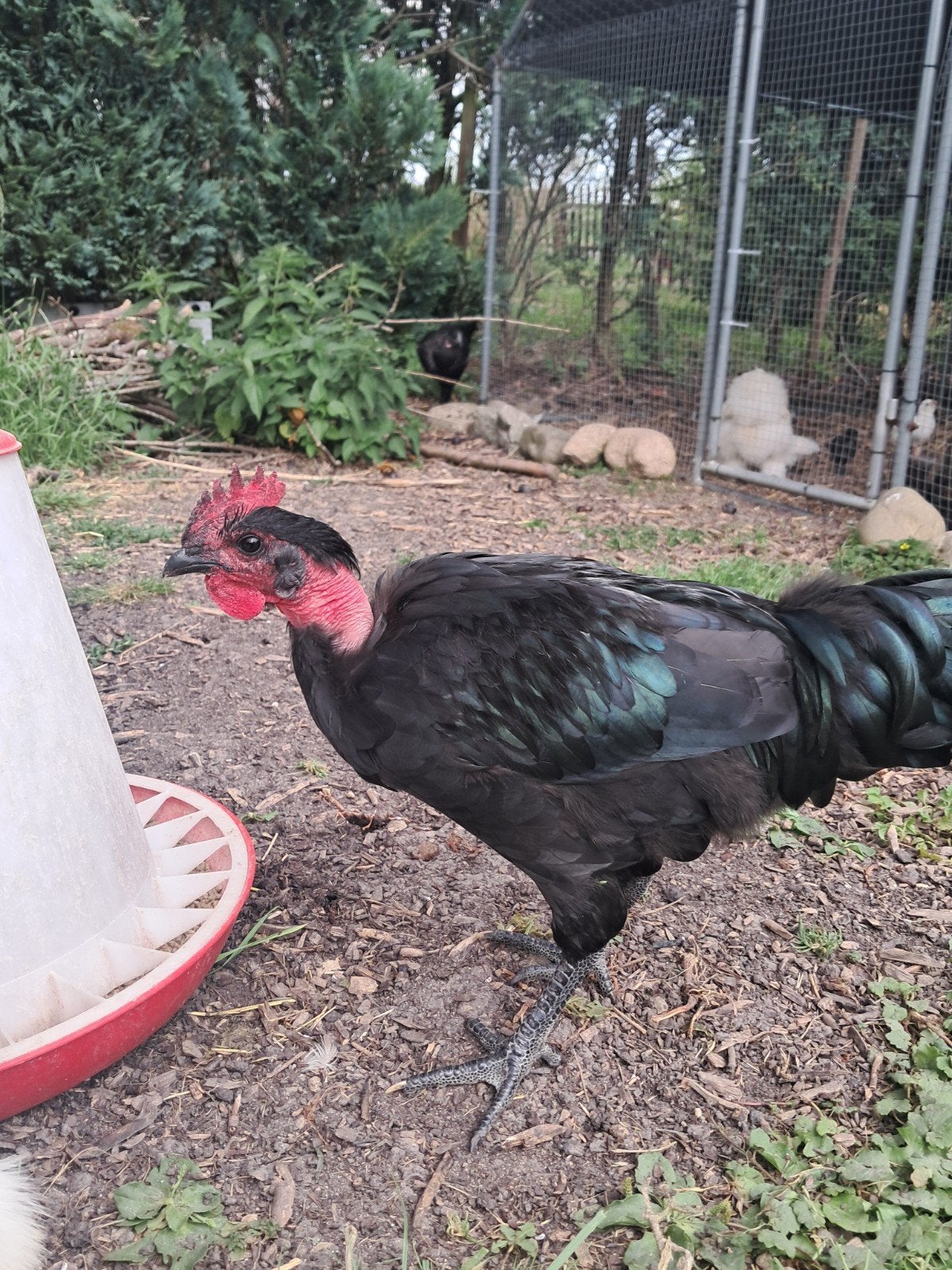 Ayam cemani x naakthals haantje, Mannelijk, Kip