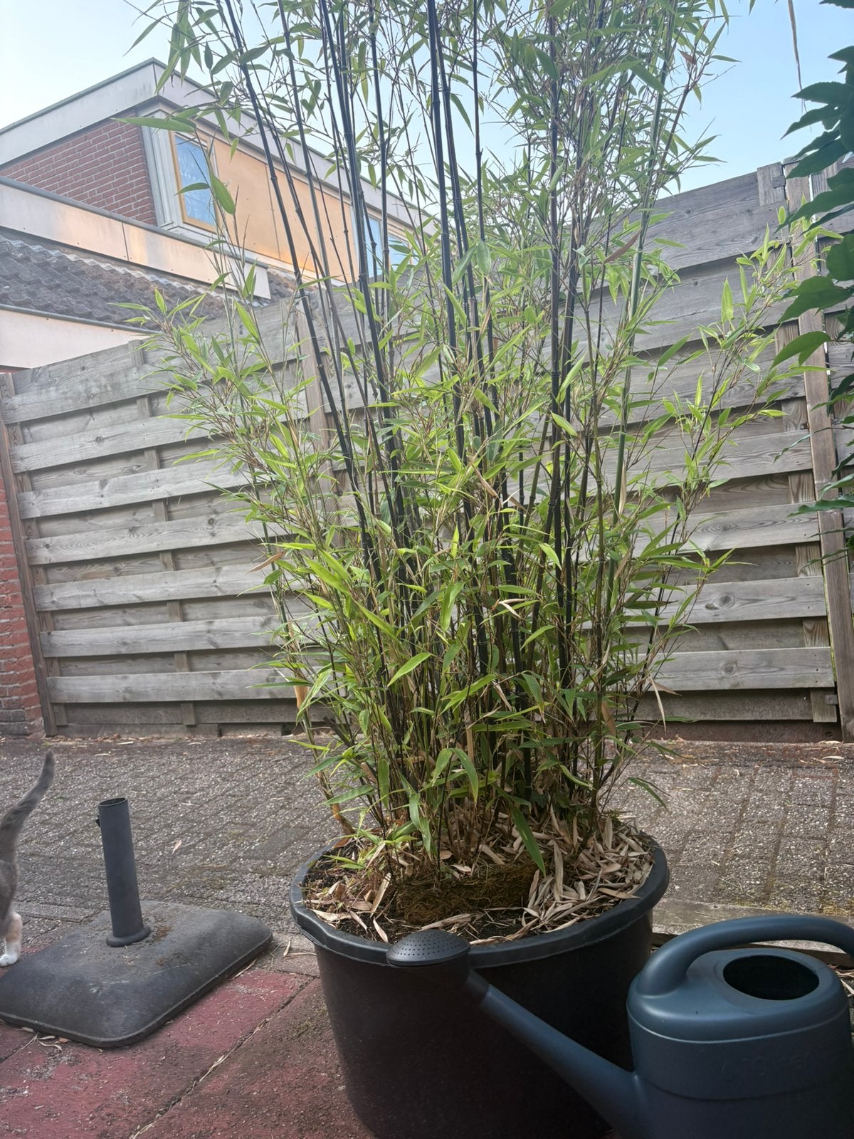 Zwarte bamboe, Tuin en Terras, Planten | Bomen, Bloeit niet, Halfschaduw, Overige soorten, Ophalen