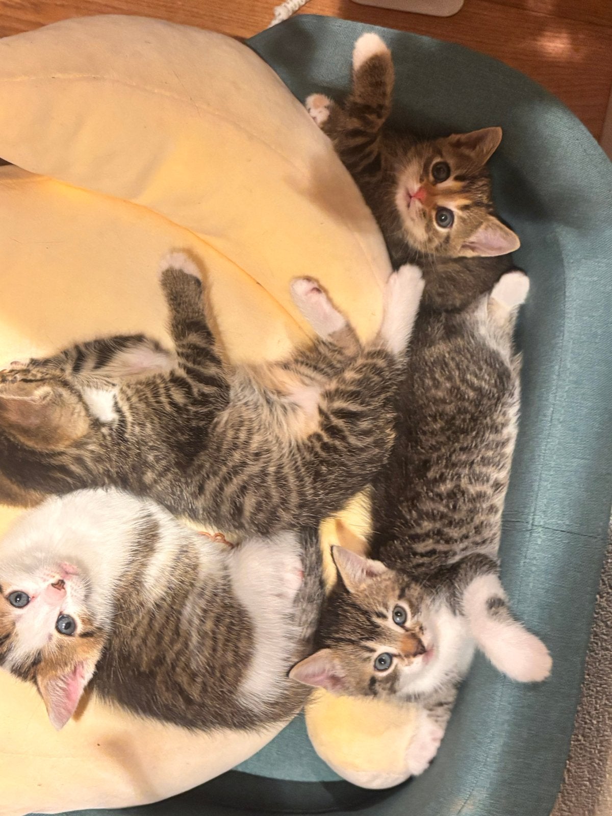 4 mooie kittens, Meerdere dieren, Ontwormd