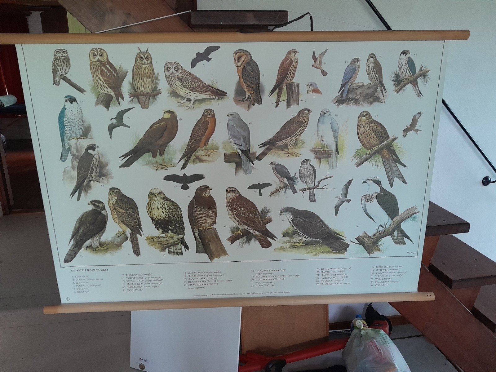 Mooie replica schoolplaat roofvogels, Antiek en Kunst, Antiek | Schoolplaten, Ophalen of Verzenden, Natuur en Biologie