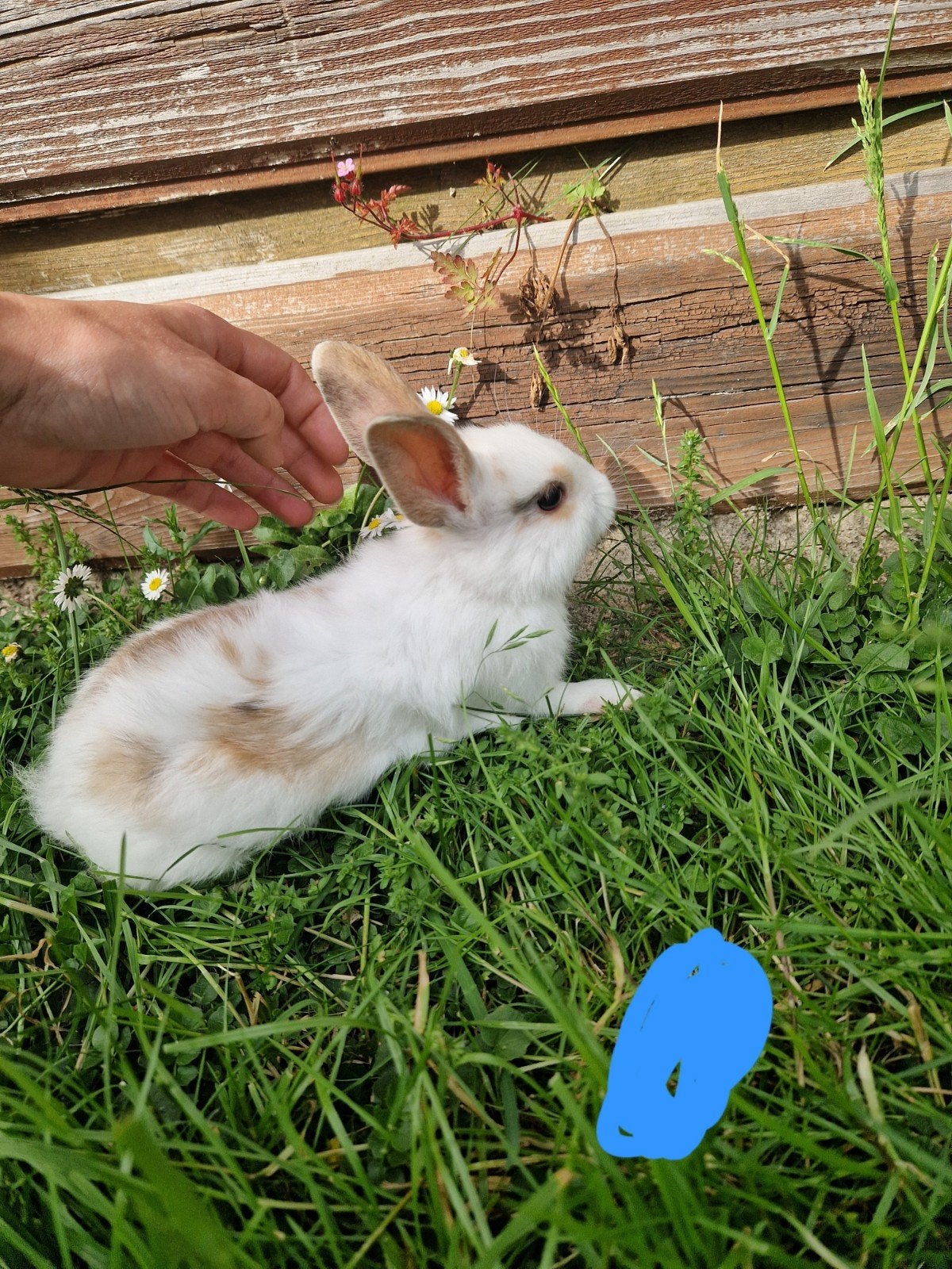 Jong konijntje ram, Dieren en Toebehoren, Konijnen, Mannelijk, Middelgroot, 0 tot 2 jaar
