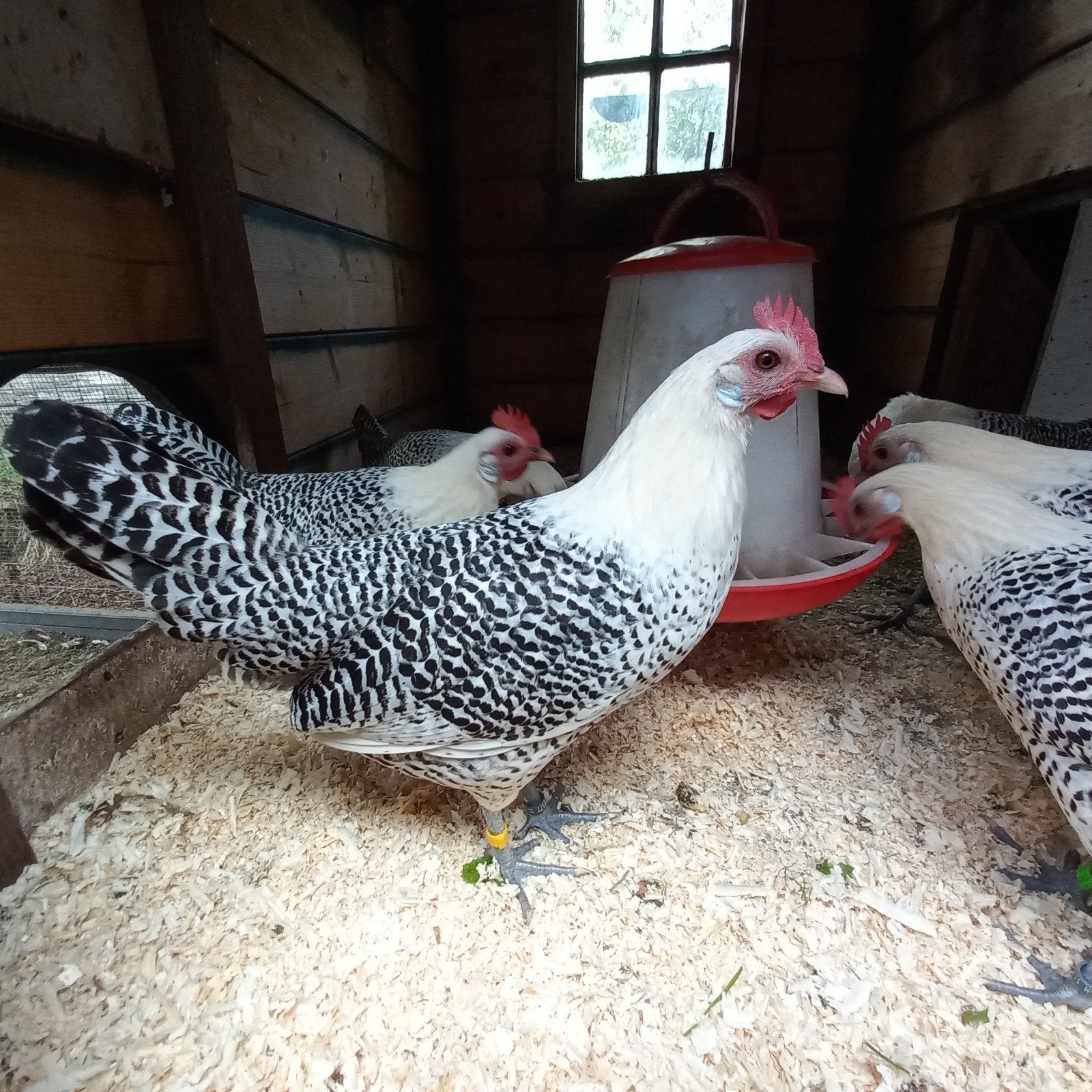 Toom friese krielen zilverpel, Dieren en Toebehoren, Meerdere dieren, Kip