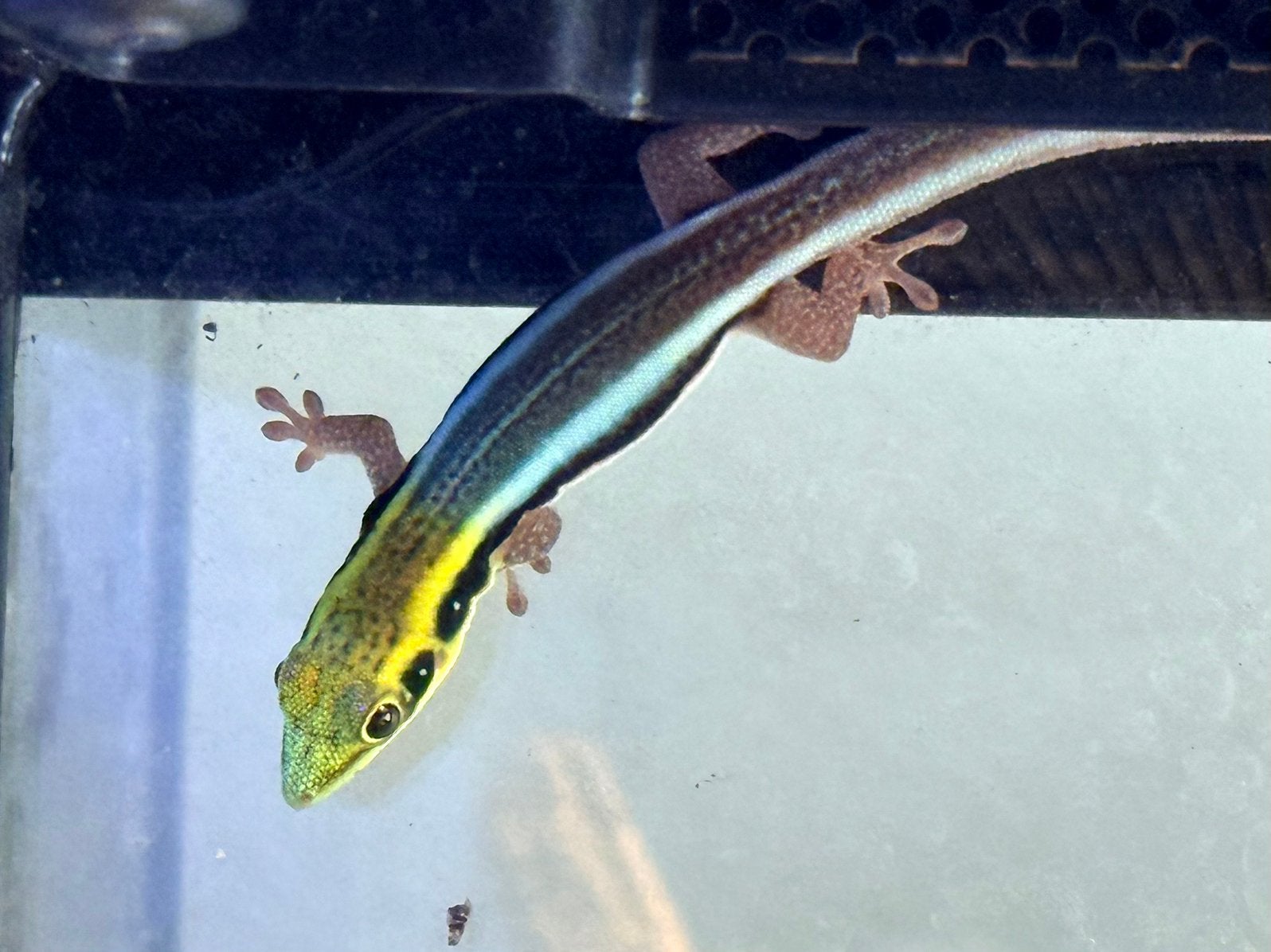 Phelsuma Klemmeri, Dieren en Toebehoren, Amfibie, 0 tot 2 jaar