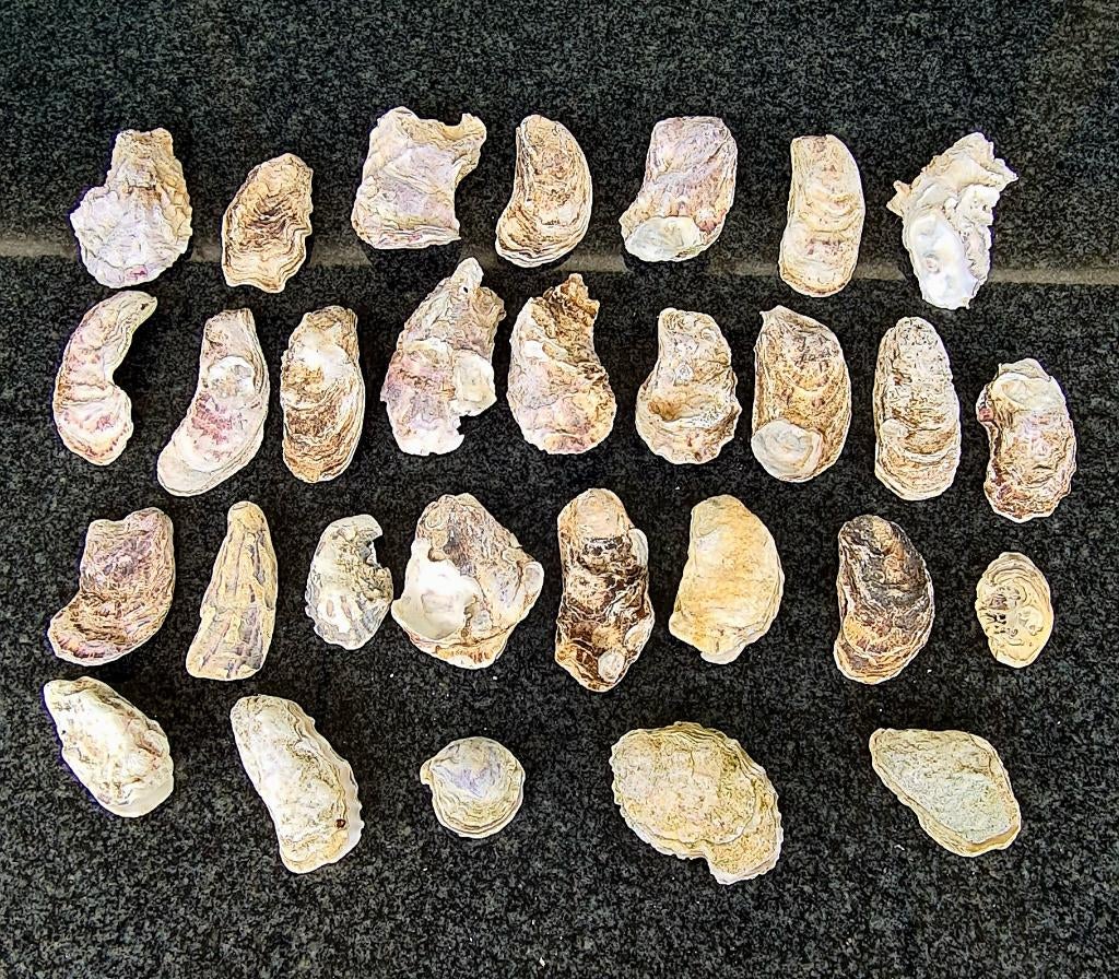 Oesterschelpen uit Zeeland €2 per stuk, Verzamelen, Mineralen en Fossielen, Ophalen of Verzenden, Schelp(en)