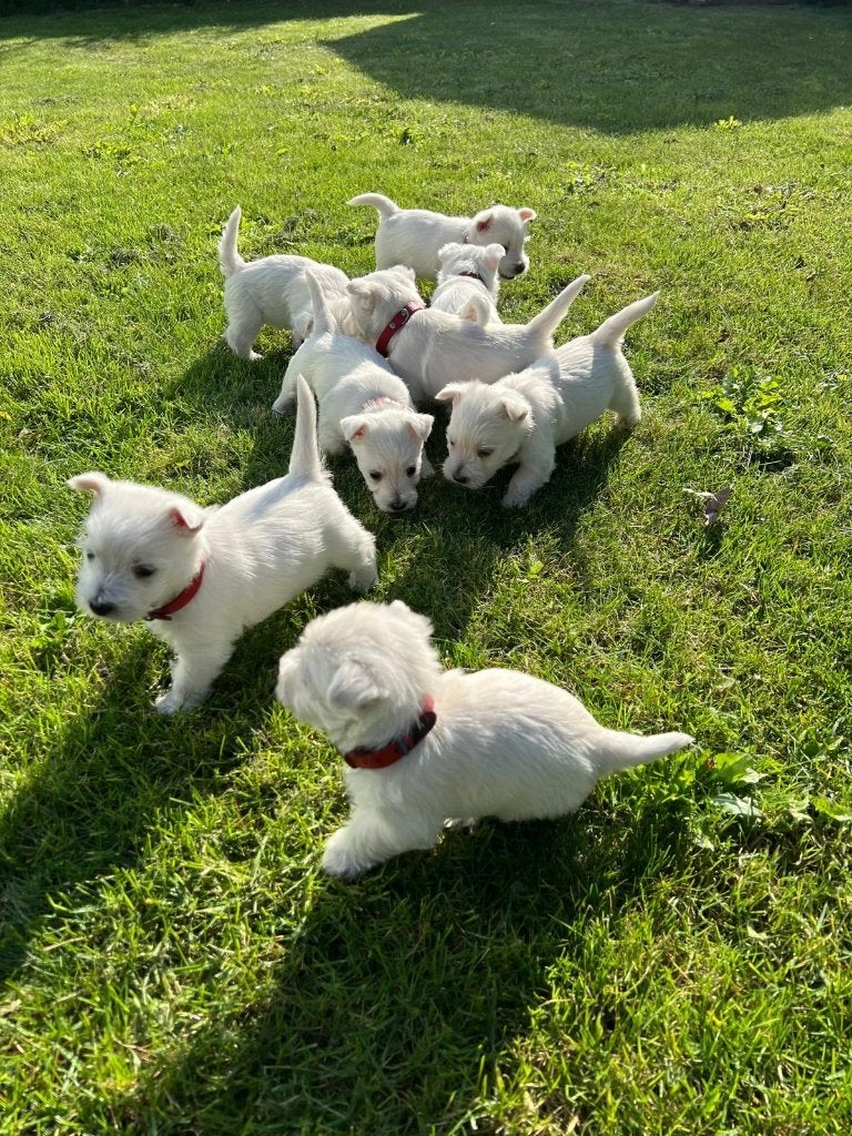 TE KOOP PRACHTIGE WEST HIGHLAND WHITE TERRIËR PUPS, Dieren en Toebehoren, Overige rassen, CDV (hondenziekte), 8 tot 15 weken, Meerdere