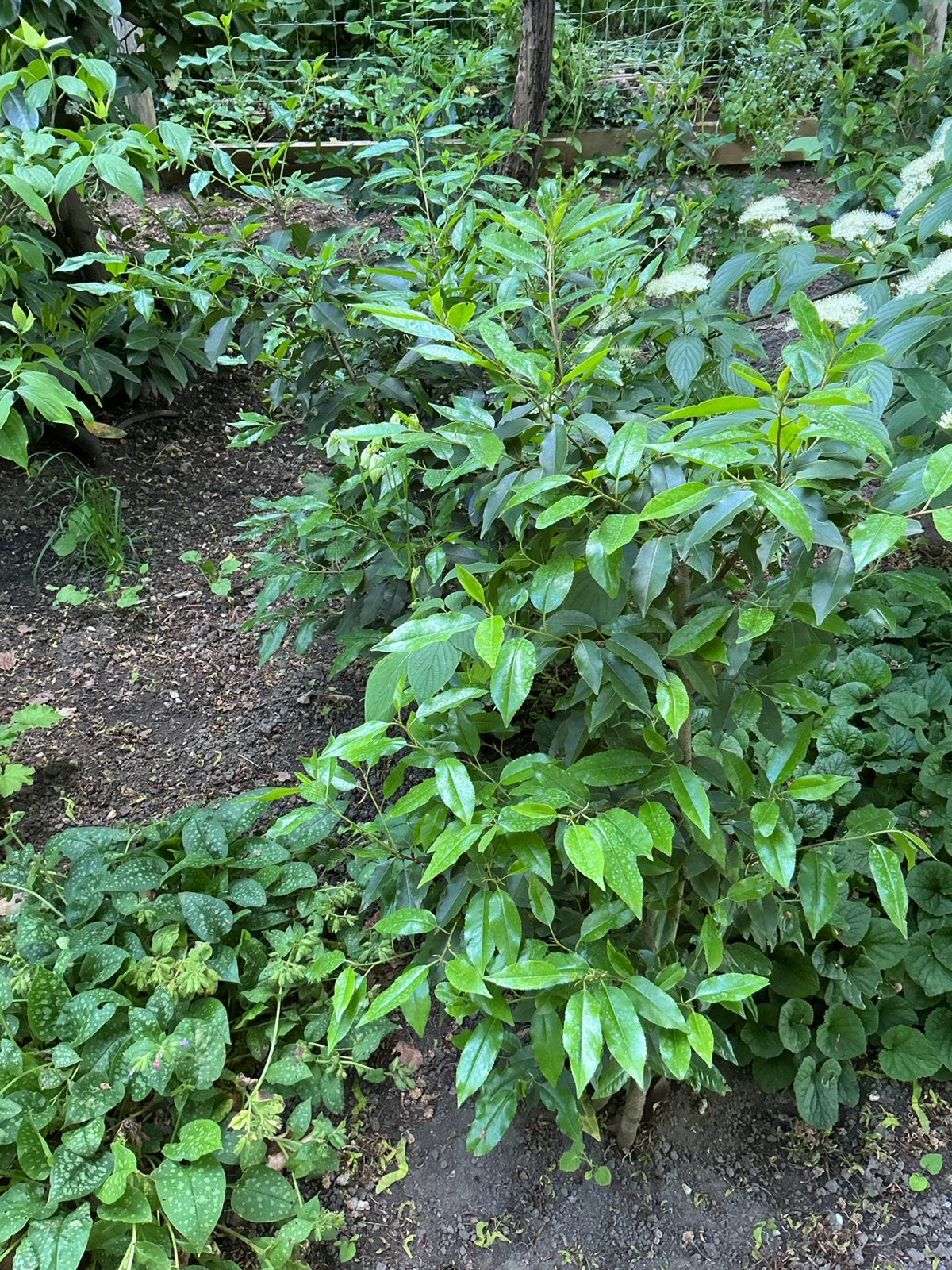 Portugese Laurier, Ophalen, Laurier, 100 tot 250 cm