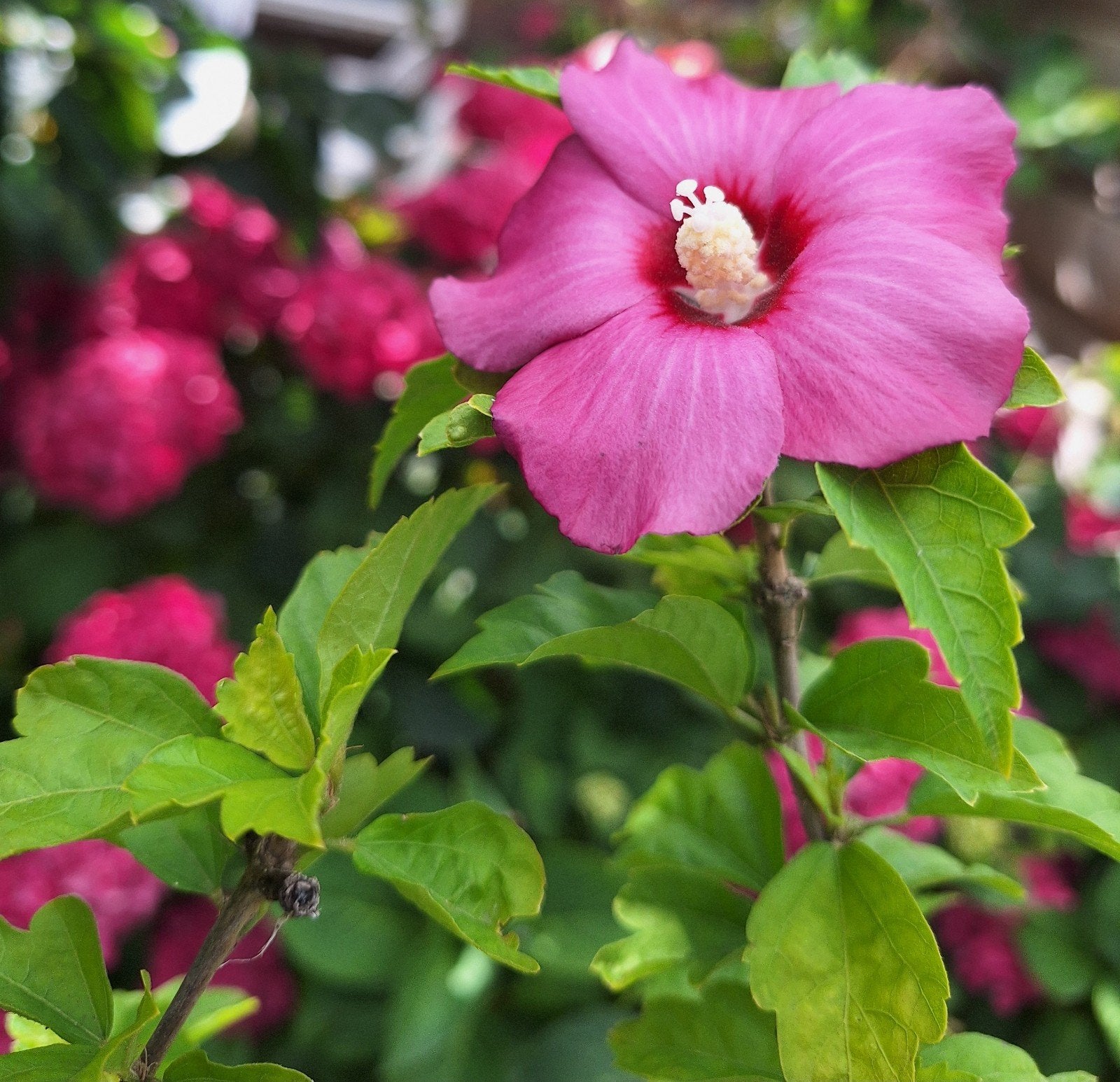 Hibiscus struik met prachtige roze bloemen, Tuin en Terras, Ophalen, Overige soorten, Halfschaduw