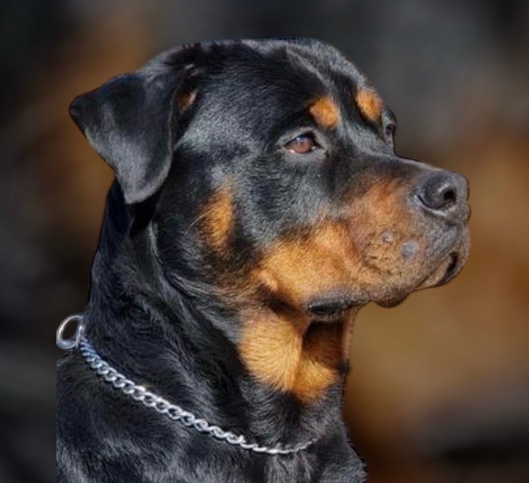 Rottweiller pups !! Uit ouderwetse combi, Dieren en Toebehoren, 8 tot 15 weken, Meerdere, Meerdere dieren, Nederland