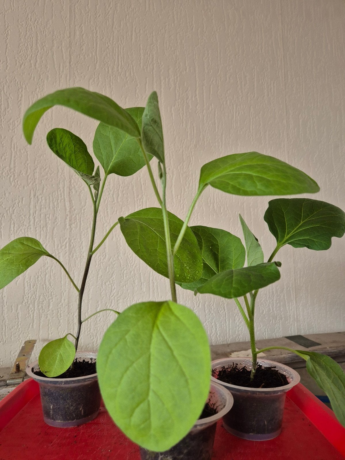 Aubergine plantjes - Kweek je eigen heerlijke aubergines!, Volle zon, Groenteplanten, Eenjarig, Ophalen of Verzenden