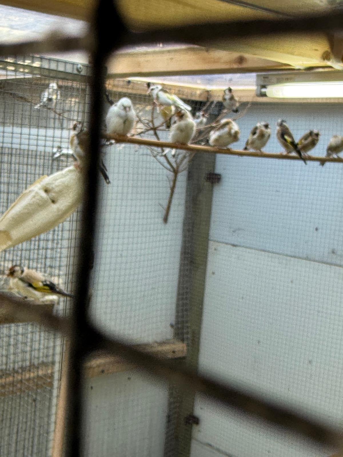 Putters en Kanaries te koop, Dieren en Toebehoren, Meerdere dieren